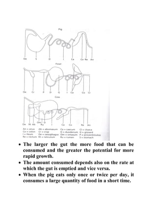  The larger the gut the more food that can be
consumed and the greater the potential for more
rapid growth.
 The amount consumed depends also on the rate at
which the gut is emptied and vice versa.
 When the pig eats only once or twice per day, it
consumes a large quantity of food in a short time.
 