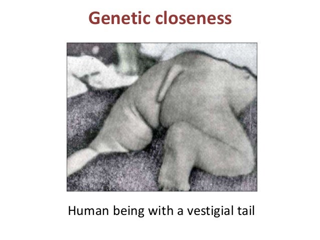 Vestigial Tail , On the genetic basis of tail-loss evolution in humans ...