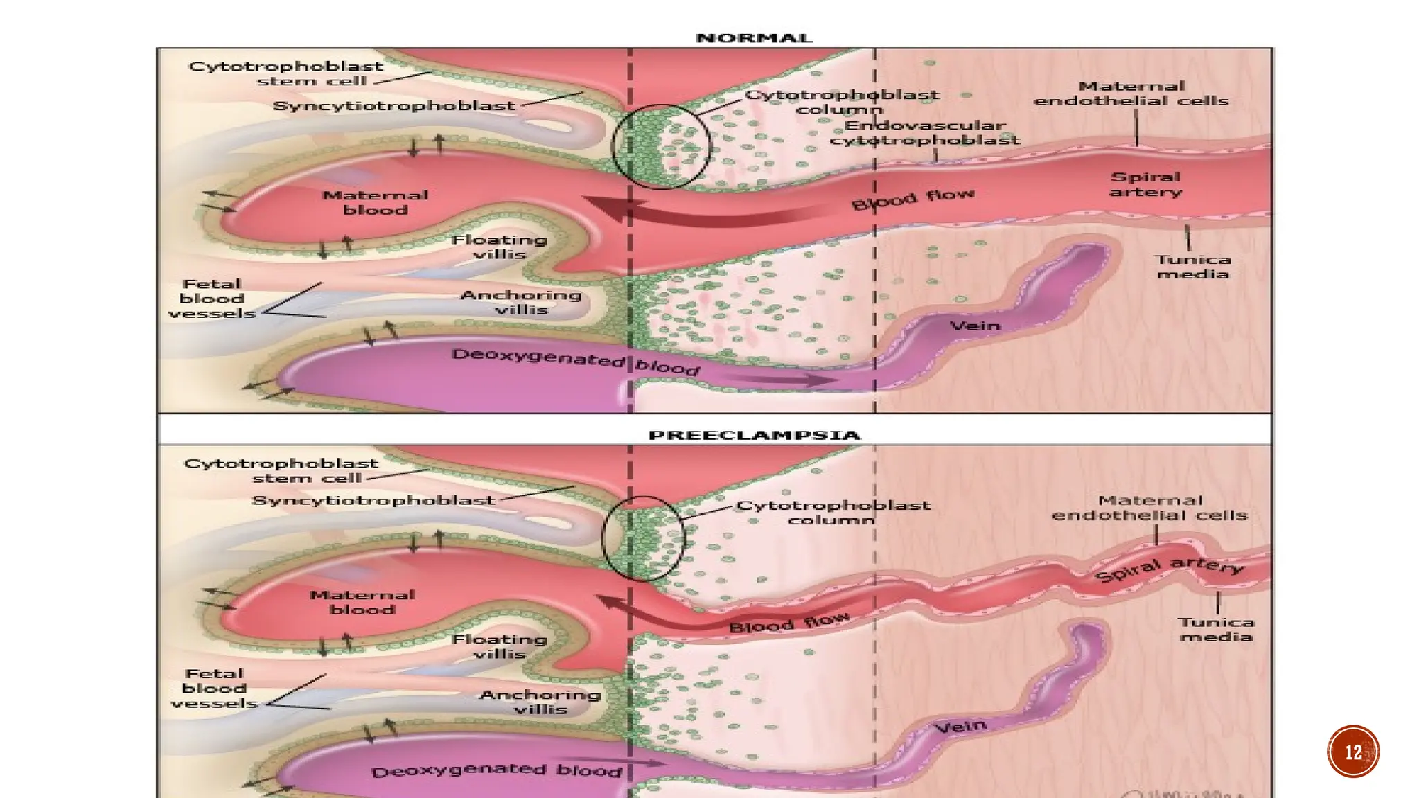 10/05/2025
BY ABIE ASCHALE 12
 