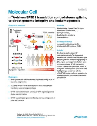 Article
m6
A-driven SF3B1 translation control steers splicing
to direct genome integrity and leukemogenesis
Graphical abstract
Highlights
d Wild-type SF3B1 is translationally regulated during MDS-to-
leukemia progression
d ALKBH5-driven 50
UTR demethylation modulates SF3B1
translation upon oncogenic stress
d SF3B1 translation directs splicing of DNA repair regulators
during transformation
d SF3B1 levels impact genomic stability and leukemogenesis in
mice and humans
Authors
Maciej Cie
sla, Phuong Cao Thi Ngoc,
Sowndarya Muthukumar, ...,
Danny Incarnato,
Eva Hellström-Lindberg,
Cristian Bellodi
Correspondence
m.ciesla@imol.institute (M.C.),
cristian.bellodi@med.lu.se (C.B.)
In brief
Cie
sla et al. delineate an N6
-
methyladenosine (m6
A)-dependent
translational circuitry directing wild-type
SF3B1 synthesis and ensuing splicing of
DNA repair and epigenetic factors upon
oncogenic stress. SF3B1 translation
control counteracts genotoxic stress in
malignant hematopoietic precursor cells,
highlighting a conserved role for
m6
A/SF3B1-driven splicing regulation in
myelodysplastic syndrome-to-leukemia
progression.
Cie
sla et al., 2023, Molecular Cell 83, 1–15
April 6, 2023 ª 2023 The Author(s). Published by Elsevier Inc.
https://doi.org/10.1016/j.molcel.2023.02.024 ll
 