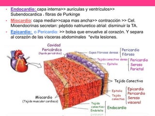 Fisiopatologia del sistema cardiovascular | PPTX