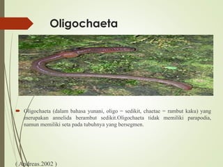 Oligochaeta
 Oligochaeta (dalam bahasa yunani, oligo = sedikit, chaetae = rambut kaku) yang
merupakan annelida berambut sedikit.Oligochaeta tidak memiliki parapodia,
namun memiliki seta pada tubuhnya yang bersegmen.
( Andreas.2002 )
 