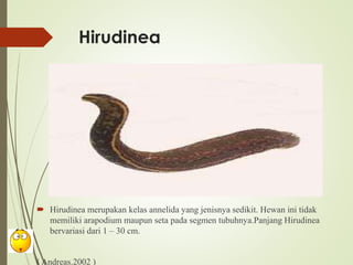 Hirudinea
 Hirudinea merupakan kelas annelida yang jenisnya sedikit. Hewan ini tidak
memiliki arapodium maupun seta pada segmen tubuhnya.Panjang Hirudinea
bervariasi dari 1 – 30 cm.
( Andreas.2002 )
 