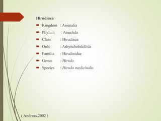 ( Andreas.2002 )
Hirudinea
 Kingdom : Animalia
 Phylum : Annelida
 Class : Hirudinea
 Ordo : Arhynchobdellida
 Familia : Hirudinidae
 Genus : Hirudo
 Species : Hirudo medicinalis
 