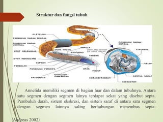 Struktur dan fungsi tubuh
Annelida memiliki segmen di bagian luar dan dalam tubuhnya. Antara
satu segmen dengan segmen lainya terdapat sekat yang disebut septa.
Pembuluh darah, sistem ekskresi, dan sistem saraf di antara satu segmen
dengan segmen lainnya saling berhubungan menembus septa.
(Andreas 2002)
 