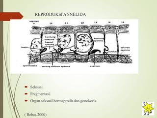 REPRODUKSI ANNELIDA
 Seksual.
 Fregmentasi.
 Organ seksual hermaprodit dan gonokoris.
( Bebas.2000)
 