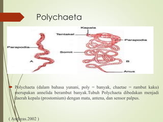Polychaeta
 Polychaeta (dalam bahasa yunani, poly = banyak, chaetae = rambut kaku)
merupakan annelida berambut banyak.Tubuh Polychaeta dibedakan menjadi
daerah kepala (prostomium) dengan mata, antena, dan sensor palpus.
( Andreas.2002 )
 