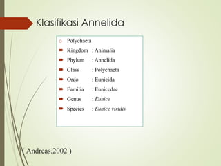 Klasifikasi Annelida
( Andreas.2002 )
o Polychaeta
 Kingdom : Animalia
 Phylum : Annelida
 Class : Polychaeta
 Ordo : Eunicida
 Familia : Eunicedae
 Genus : Eunice
 Species : Eunice viridis
 