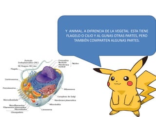 Y ANIMAL. A DIFRENCIA DE LA VEGETAL ESTA TIENE
FLAGELO O CILIO Y AL GUNAS OTRAS PARTES, PERO
TAMBIÉN COMPARTEN ALGUNAS PARTES.