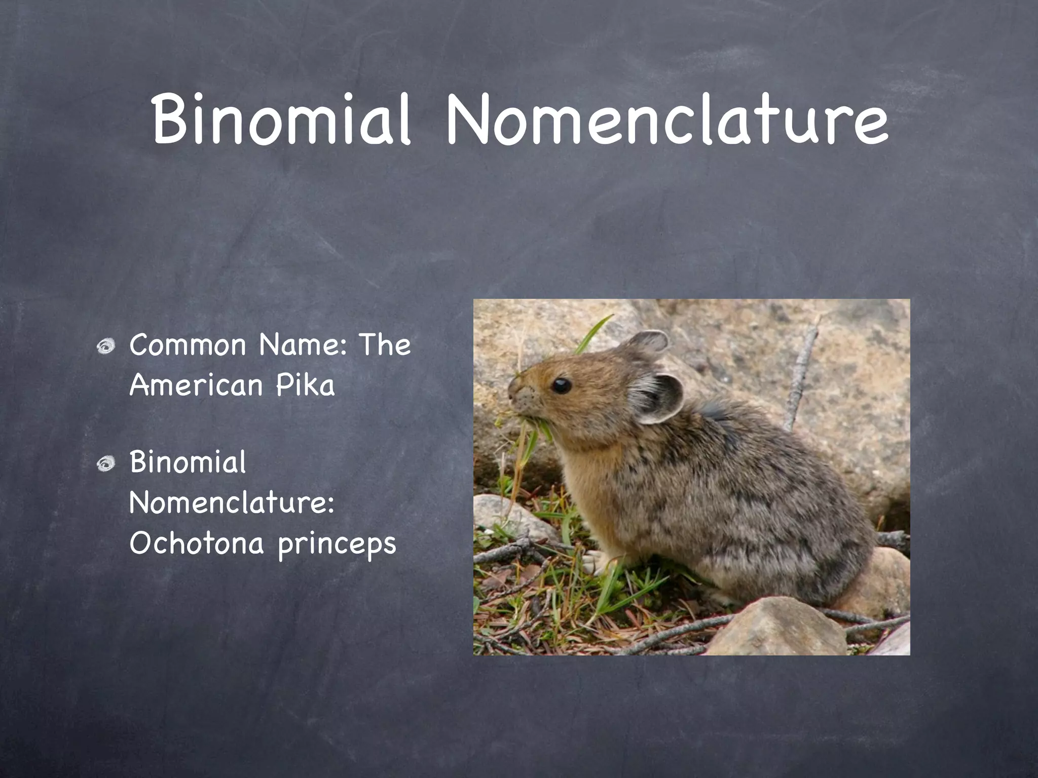 Pika powerpoint ___d_a_n | KEY