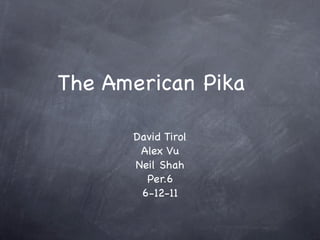 The American Pika

      David Tirol
       Alex Vu
      Neil Shah
        Per.6
       6-12-11
 