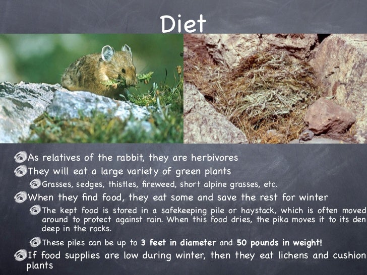 What Food Do Pikas Eat What Food Do Pikas Eat