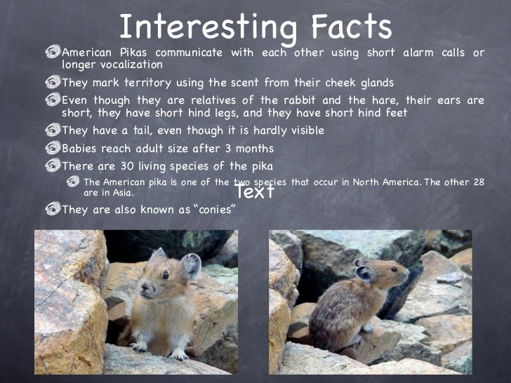 pika powerpoint d a n