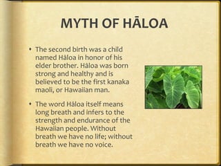MYTH OF HĀLOA The second birth was a child named Hāloa in honor of his elder brother. Hāloa was born strong and healthy and is believed to be the first kanaka maoli, or Hawaiian man. The word Hāloa itself means long breath and infers to the strength and endurance of the Hawaiian people. Without breath we have no life; without breath we have no voice. 