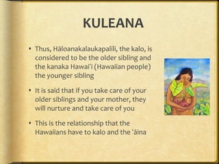 KULEANA Thus, Hāloanakalaukapalili, the kalo, is considered to be the older sibling and the kanaka Hawaiʻi (Hawaiian people) the younger sibling It is said that if you take care of your older siblings and your mother, they will nurture and take care of you This is the relationship that the Hawaiians have to kalo and the ʻāina 