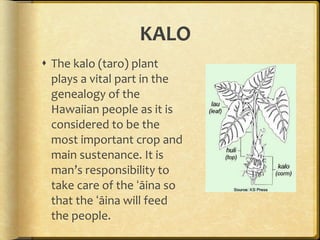 KALO The kalo (taro) plant plays a vital part in the genealogy of the Hawaiian people as it is considered to be the most important crop and main sustenance. It is man’s responsibility to take care of the ʻāina so that the ʻāina will feed the people. 