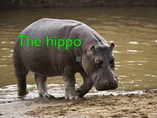 The hippo  