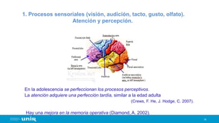 14
1. Procesos sensoriales (visión, audición, tacto, gusto, olfato).
Atención y percepción.
En la adolescencia se perfeccionan los procesos perceptivos.
La atención adquiere una perfección tardía, similar a la edad adulta
(Crews, F. He, J. Hodge, C. 2007).
Hay una mejora en la memoria operativa (Diamond, A. 2002).
 
