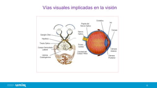 Vías visuales implicadas en la visión
15
 
