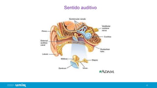 Sentido auditivo
17
 