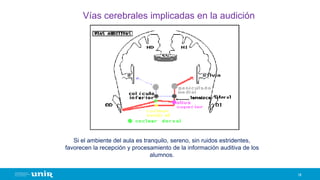 Vías cerebrales implicadas en la audición
18
Si el ambiente del aula es tranquilo, sereno, sin ruidos estridentes,
favorecen la recepción y procesamiento de la información auditiva de los
alumnos.
 