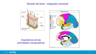 19
Sentido del tacto - Integrador sensorial
Importancia de las
actividades manipulativas
 