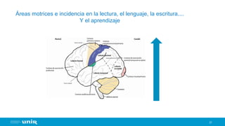 21
Áreas motrices e incidencia en la lectura, el lenguaje, la escritura....
Y el aprendizaje
 