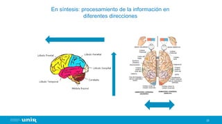 23
En síntesis: procesamiento de la información en
diferentes direcciones
 