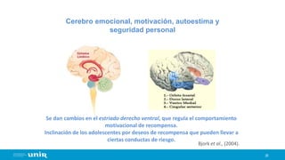 26
Cerebro emocional, motivación, autoestima y
seguridad personal
Se dan cambios en el estriado derecho ventral, que regula el comportamiento
motivacional de recompensa.
Inclinación de los adolescentes por deseos de recompensa que pueden llevar a
ciertas conductas de riesgo.
Bjork et al., (2004).
 
