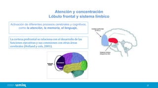 27
Atención y concentración
Lóbulo frontal y sistema límbico
Activación de diferentes procesos cerebrales y cognitivos,
como la atención, la memoria, el lenguaje,.
La corteza prefrontal se relaciona con el desarrollo de las
funciones ejecutivas y sus conexiones con otras áreas
cerebrales (Holland y cols, 2001).
 