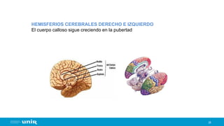 28
HEMISFERIOS CEREBRALES DERECHO E IZQUIERDO
El cuerpo calloso sigue creciendo en la pubertad
 