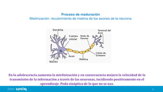 6
Proceso de maduración
Mielinización: recubrimiento de mielina de los axones de la neurona
En la adolescencia aumenta la mielinización y en consecuencia mejora la velocidad de la
transmisión de la información a través de las neuronas, incidiendo positivamente en el
aprendizaje. Poda sináptica de lo que no se usa.
 