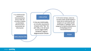 7
• La mielinización
preserva el
funcionamiento
de las redes de
circuitos y mejora
la velocidad y
eficiencia de la
transmisión de
información.
MIELINIZACIÓN
• Una vez mielinizado,
un circuito neuronal o
sinapsis está "fijo" de
por vida, a no ser que
ocurra algún daño
cerebral o alguna
degeneración celular.
CIRCUITOS • Al mismo tiempo, como los
circuitos están siendo fijados a
través de la mielinización, las
sinapsis sin uso están siendo
eliminadas o "podadas" para
asegurar la máxima eficiencia en
el despliegue de los
neurotrasmisores.
PODA
 