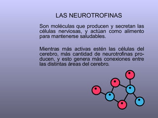LAS NEUROTROFINAS Son moléculas que producen y secretan las células nerviosas, y actúan como alimento para mantenerse saludables.  Mientras más activas estén las células del cerebro, más cantidad de neurotrofinas pro-ducen, y esto genera más conexiones entre las distintas áreas del cerebro.  