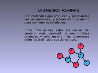 LAS NEUROTROFINAS
Son moléculas que producen y secretan las
células nerviosas, y actúan como alimento
para mantenerse saludables.
Entre más activas estén las células del
cerebro, más cantidad de neurotrofinas
producen y esto genera más conexiones
entre las distintas áreas del cerebro.

 