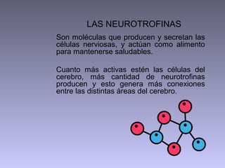 LAS NEUROTROFINAS
Son moléculas que producen y secretan las
células nerviosas, y actúan como alimento
para mantenerse saludables.

Cuanto más activas estén las células del
cerebro, más cantidad de neurotrofinas
producen y esto genera más conexiones
entre las distintas áreas del cerebro.
 