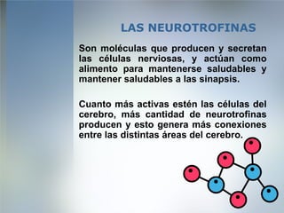 LAS NEUROTROFINAS   <ul><li>Son moléculas que producen y secretan las células nerviosas, y actúan como alimento para mante...