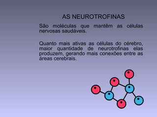 AS NEUROTROFINAS
São moléculas que mantêm as células
nervosas saudáveis.
Quanto mais ativas as células do cérebro,
maior quantidade de neurotrofinas elas
produzem, gerando mais conexões entre as
áreas cerebrais.
 