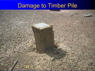 Damage to Timber PileDamage to Timber Pile
 