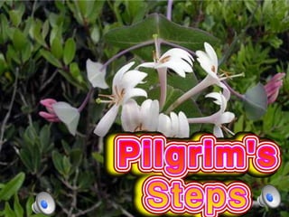 Pilgrim's steps