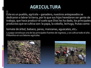 AGRICULTURA
| |
Este es un pueblo, agrícola – ganadero, nuestros antepasados se
dedicaron a labrar la tierra, por lo que sus hijos heredaron ser gente de
trabajo, que hace producir el suelo que Dios les ha dado, los principales
productos que se cultiva son: la papa, la cebolla, lechuga, frutas como:
tomate de árbol, babaco, peras, manzanas, aguacates, etc.
La papa constituye una de las principales fuentes de ingresos, y se cultiva todo el año.
Pillareños en sus labores agrícolas
 