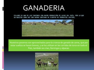 PILLARO ES UNO DE LOS CANTONES CON MAYOR PRODUCCIÓN DE LECHE DEL PAÍS, POR LO QUE
EN NUESTRA ZONA HAY UNA BUENA CANTIDAD DE PLANTAS DE PRODUCTOS LÁCTEOS.
GANADERIA
Nuestros paramos son aprovechados para la crianza de ganado de carne, que por
estar sueltos se hacen bravos, y se los utilizan en las corridas de toros en todo el
País, también se crían, llamingos y alpacas.
 