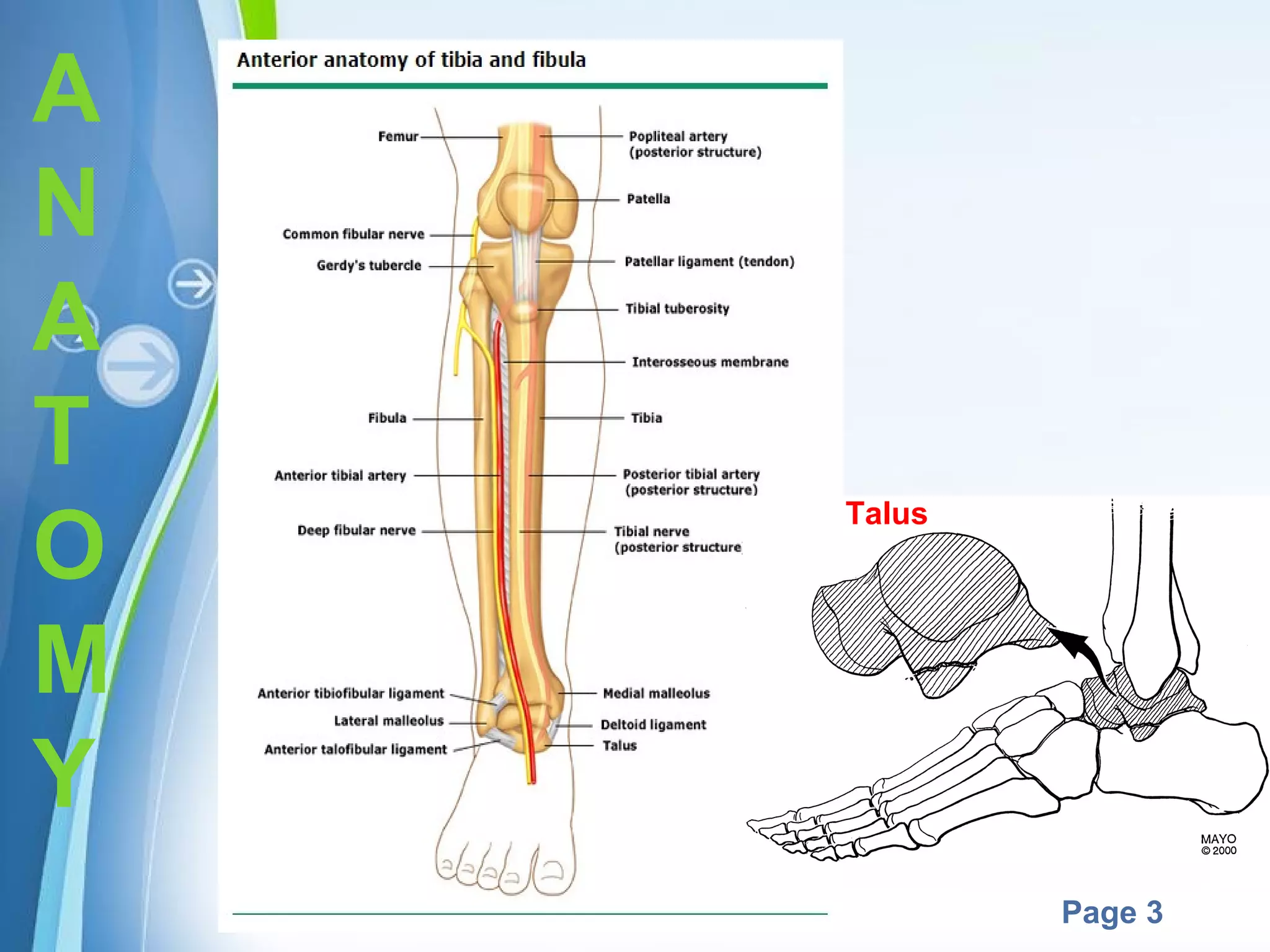 A
N
A
T
O
M
Y

Talus

Powerpoint Templates

Page 3

 