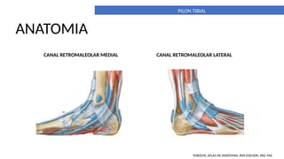 Pilon Definicion PILON TIBIAL. DEFINITIVO. importante para la anatomia | PPTX