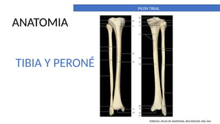 What Is Tibia Pilon PILON TIBIAL. DEFINITIVO. importante para la anatomia | PPTX