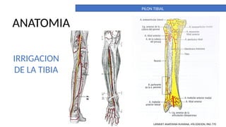 What Is Tibia Pilon PILON TIBIAL. DEFINITIVO. importante para la anatomia | PPTX