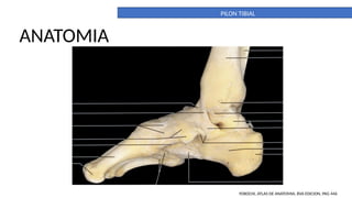 What Is Tibia Pilon PILON TIBIAL. DEFINITIVO. importante para la anatomia | PPTX
