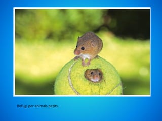 Refugi per animals petits.
 