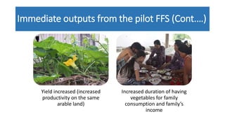 Immediate outputs from the pilot FFS (Cont.…)
Yield increased (increased
productivity on the same
arable land)
Increased duration of having
vegetables for family
consumption and family’s
income
 