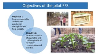 Objectives of the pilot FFS
Objective 1:
Improve vegetable
and chicken
production
through farmer
field schools.
Objective 2:
Increase quantity
of vegetable and
chicken produced
for family
consumption and
incomes
 